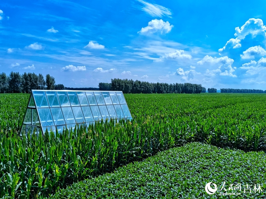 梨樹縣全國百萬畝綠色食品原料（玉米）標準化生產基地核心示范區(qū)。人民網 李洋攝