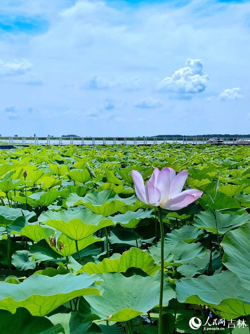 查干湖美景。人民網(wǎng)李洋攝