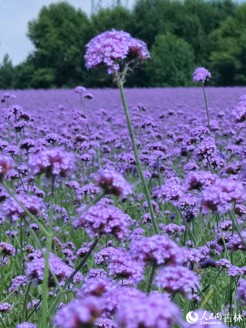 查干湖花海景觀。人民網(wǎng)李洋攝