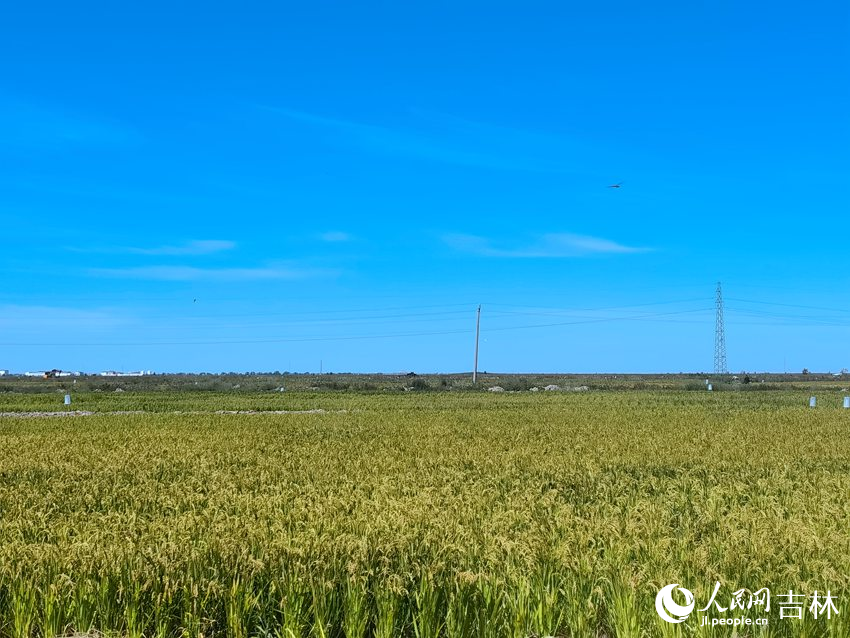 松原市前郭縣高標(biāo)準(zhǔn)農(nóng)田景象。人民網(wǎng) 馬俊華攝