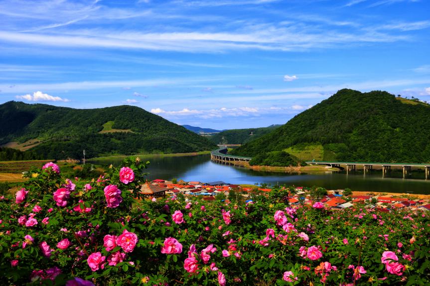 靖宇縣花園口鎮(zhèn)松江花海。