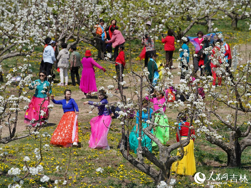 吉林省延邊州龍井市萬畝梨園迎來梨花盛開期。游客們載歌載舞，彈琴賞花，拍照留念。人民網(wǎng) 李洋