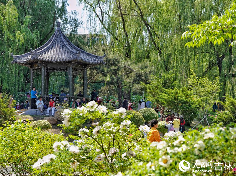 5月18日，長春市牡丹園11000余株牡丹花競相綻放。人民網(wǎng)記者 李洋攝