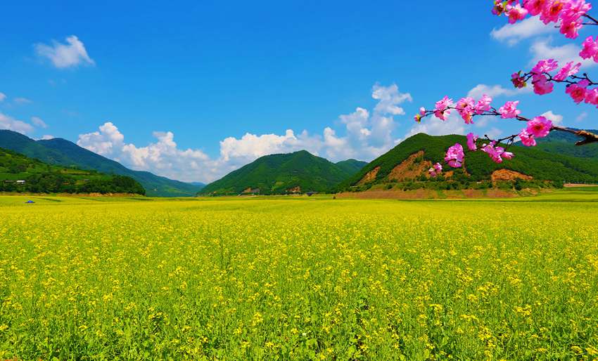 鴨綠江邊萬畝油菜花海