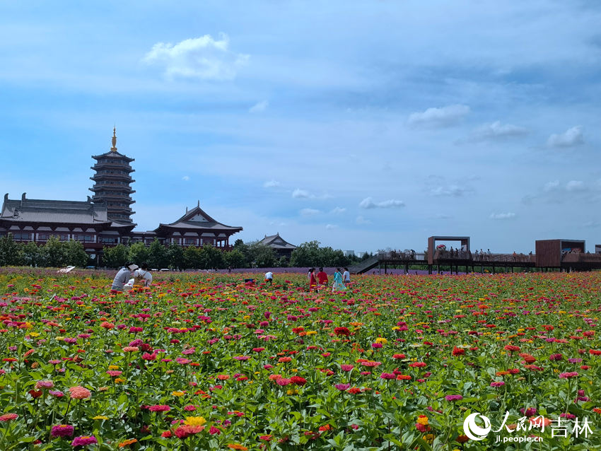 長春北湖國家濕地公園花海景觀。人民網(wǎng)記者 馬俊華攝