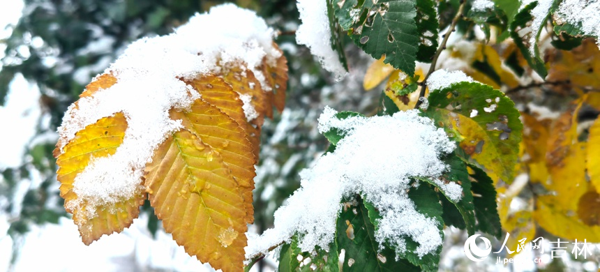 “邂逅”初雪 吉林省長(zhǎng)春市今冬第一場(chǎng)雪如約而至【8】