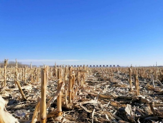 冬日里的梨樹縣國家百萬畝綠色食品玉米標(biāo)準(zhǔn)化基地核心區(qū) 孟海鷹/攝