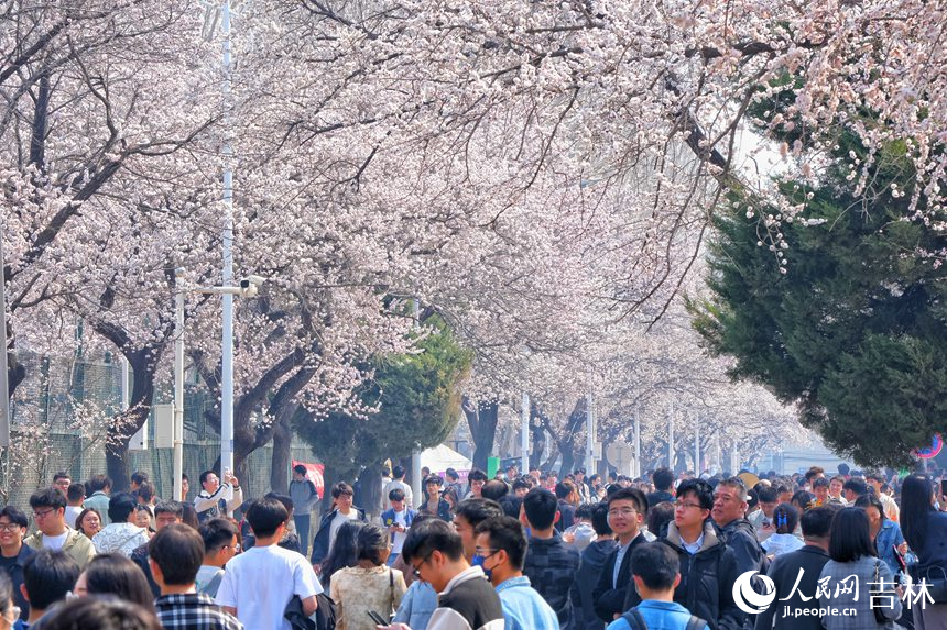 吉林大學(xué)杏花次第綻放，吸引大批市民游客觀賞。人民網(wǎng)記者 李洋攝