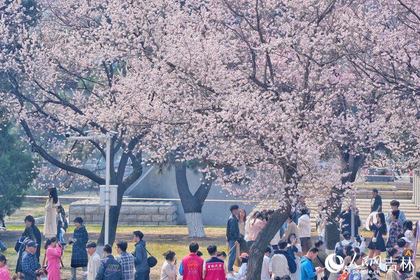 吉林大學(xué)杏花次第綻放，吸引大批市民游客觀賞。人民網(wǎng)記者 李洋攝