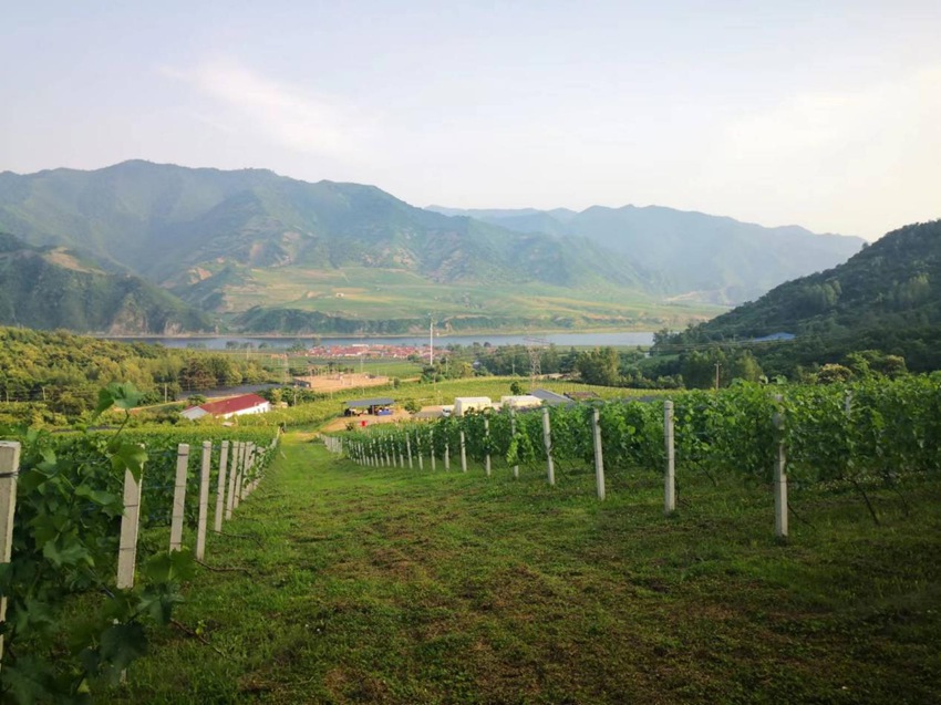 吉林集安山葡萄科技小院。（吉林集安山葡萄科技小院供圖）