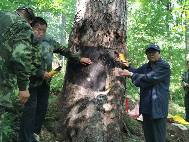 在二道白河寶馬林場(chǎng)的老林中發(fā)現(xiàn)了長(zhǎng)白山人參“兆頭”。曹保明供圖