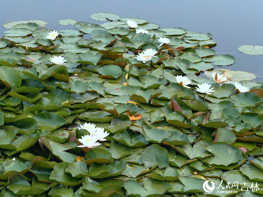 局址島中心旅游區(qū)半畝方塘中的蓮花盛開(kāi)。人民網(wǎng)記者 馬俊華攝