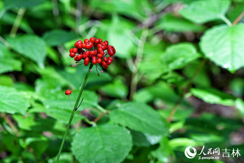 人參有“百草之王”的美譽(yù)，吉林省長(zhǎng)白山地區(qū)是我國(guó)重要的人參原產(chǎn)地及核心產(chǎn)區(qū)。近年來(lái)，當(dāng)?shù)卮罅Πl(fā)展人參產(chǎn)業(yè)，已成為農(nóng)民增收和鄉(xiāng)村產(chǎn)業(yè)振興的重要保障。圖為位于吉林通化的云嶺野山參產(chǎn)業(yè)園的人參。人民網(wǎng)記者 李洋攝