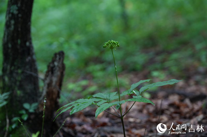 長(zhǎng)白山地區(qū)森林覆蓋率達(dá)84.5%，是一座“立體資源寶庫(kù)”，適宜的環(huán)境，豐富的有機(jī)質(zhì)含量，使人參在此條件下長(zhǎng)出極佳的品質(zhì)。圖為位于吉林通化的云嶺野山參產(chǎn)業(yè)園的林下參。人民網(wǎng)記者 李洋攝