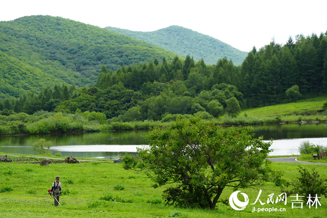 大陽參業(yè)的林下種植基地。人民網(wǎng)記者 李洋攝