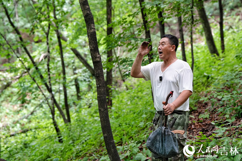 “參把頭”孫良珠在林中“放山”，按習俗找到人參后應高喊“棒槌”。人民網(wǎng)記者 李洋攝