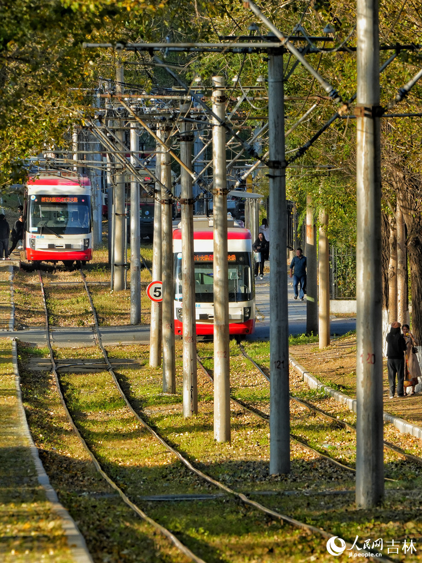 開行在林蔭中的有軌電車。人民網(wǎng)記者 李洋攝