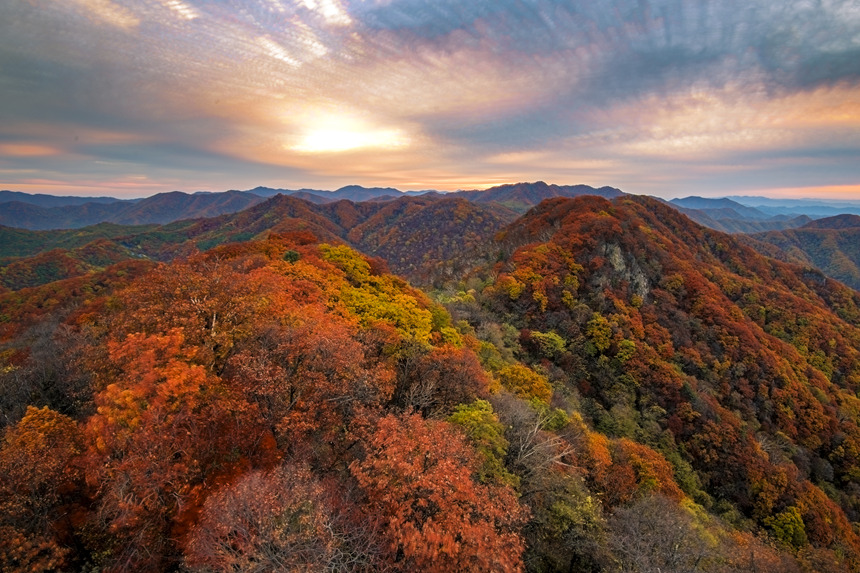 金秋時(shí)節(jié)，吉林通化市五女峰國家森林公園遠(yuǎn)山近坡似紅霞繚繞，色彩斑斕，風(fēng)光正好。通化市委宣傳部供圖