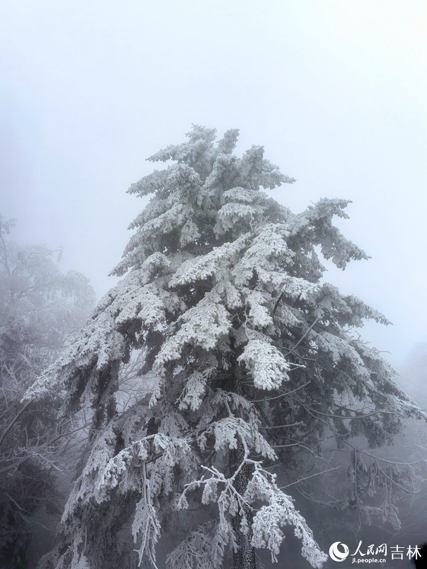 吉林市初雪玉樹銀花，分外妖嬈。人民網(wǎng)記者 王海躍攝