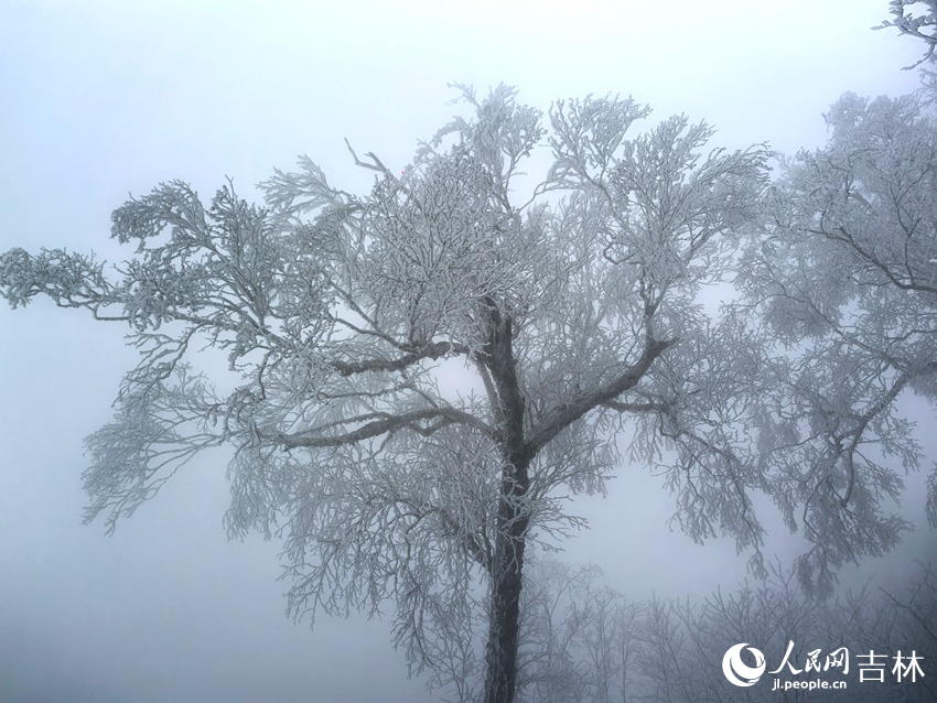 吉林市初雪玉樹銀花，分外妖嬈。人民網(wǎng)記者 王海躍攝