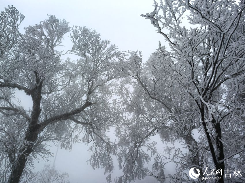 吉林市初雪玉樹銀花，分外妖嬈。人民網(wǎng)記者 王海躍攝