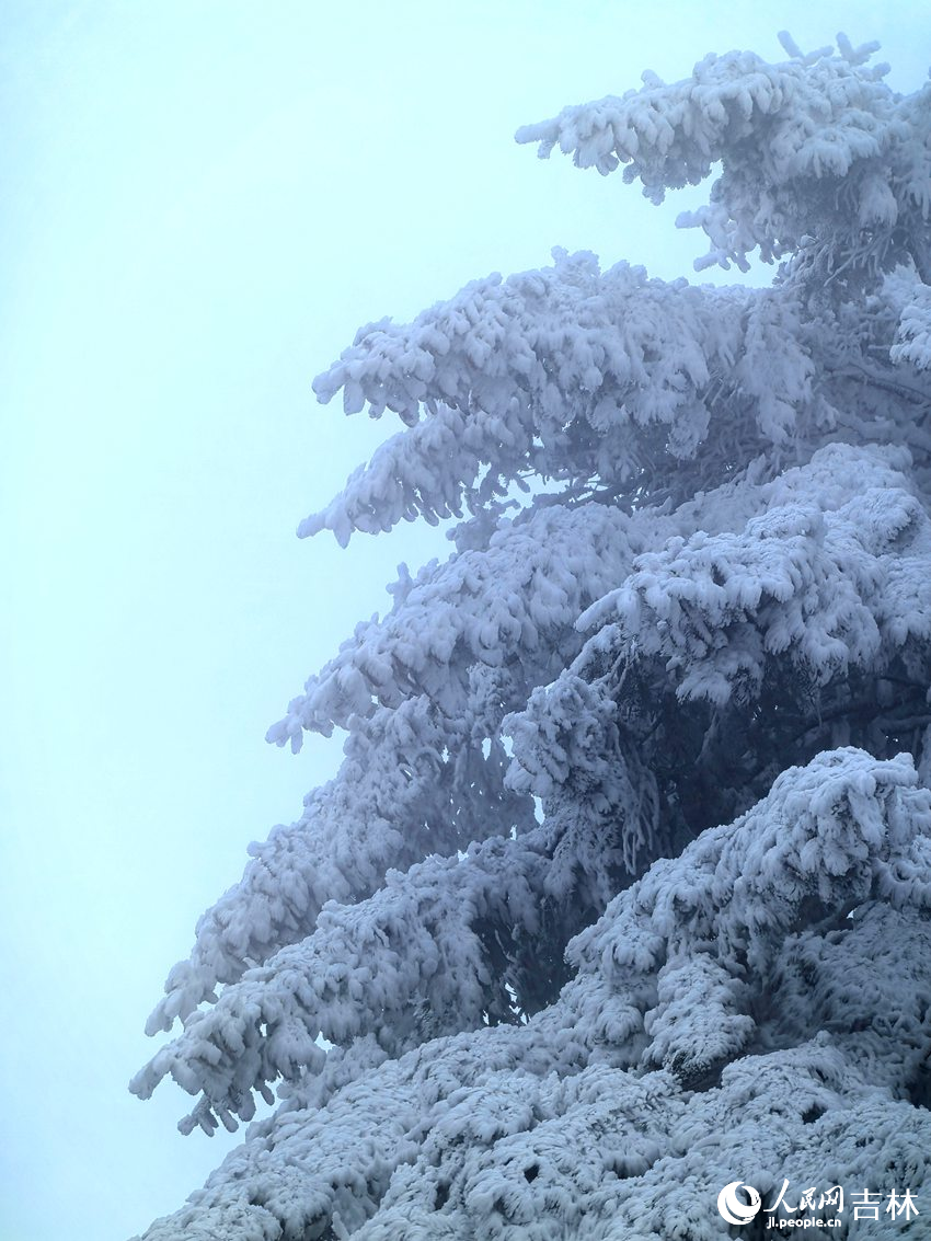 吉林市初雪玉樹銀花，分外妖嬈。人民網(wǎng)記者 王海躍攝