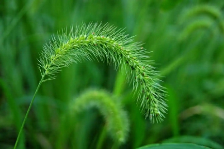 狗尾草煮水喝，能夠治療近視？