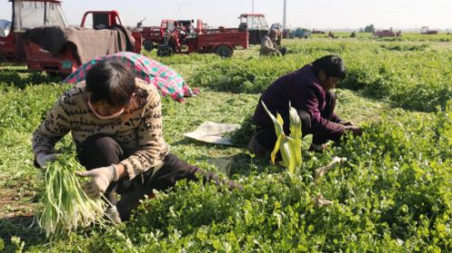 工人采摘香菜。 邢建光 攝